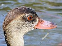 Spotted Whistling Duck (Head, Bill & Eyes) - pic by Nigel Key